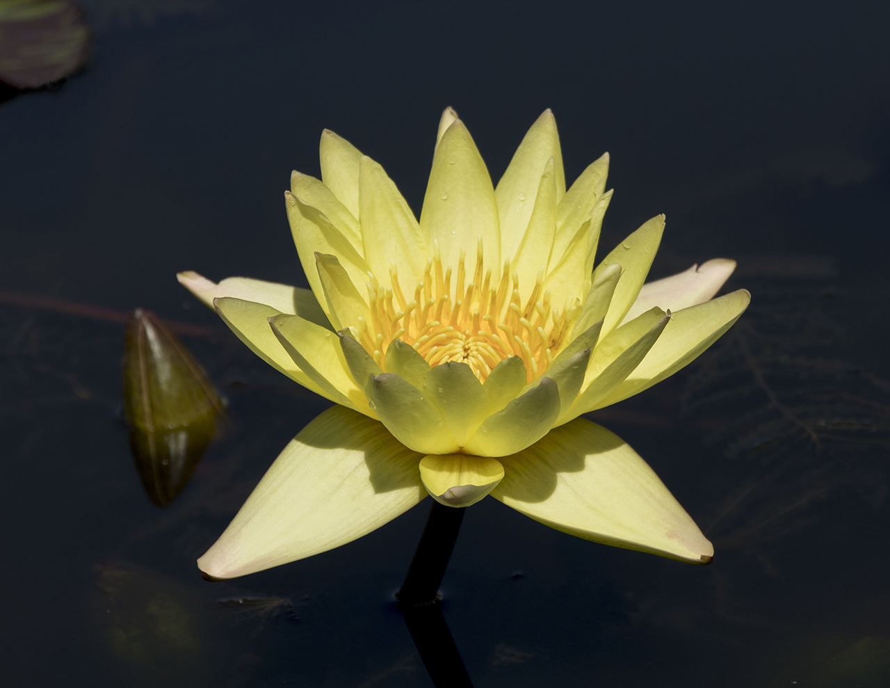 yellowlily2flexcrop1280.jpg