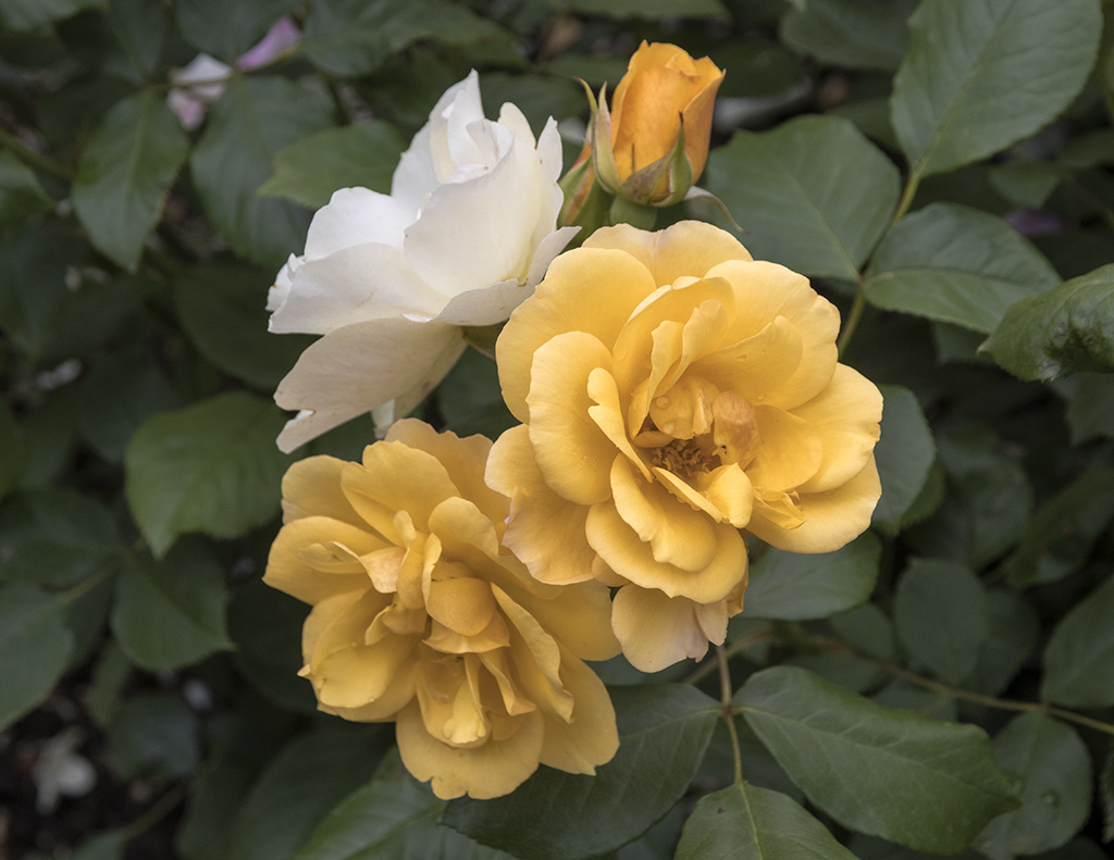 yellowrose 1024.jpg