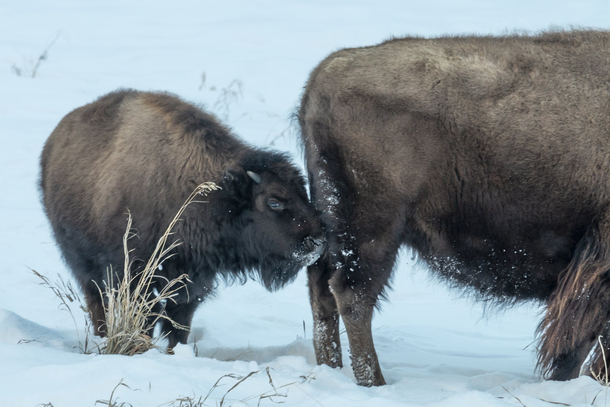 Yellowstone_IMG_9191.jpg