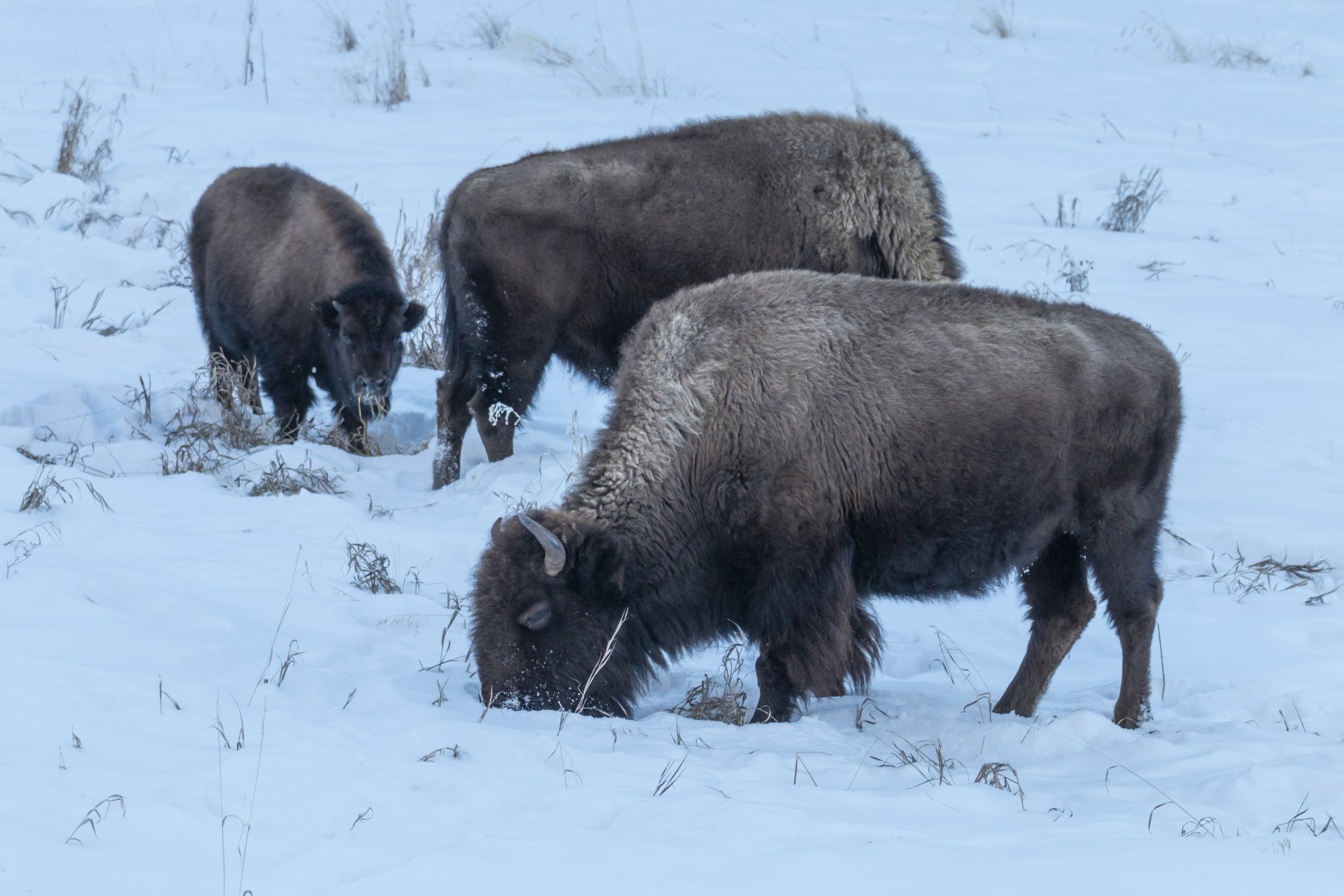 Yellowstone_IMG_9206.jpg