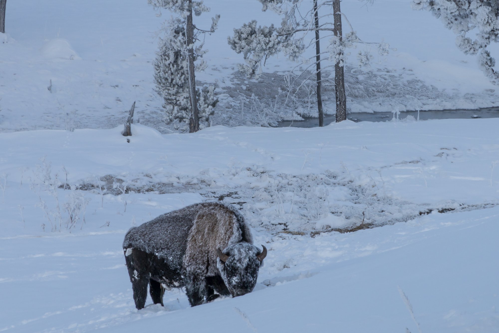 Yellowstone_IMG_9361.jpg