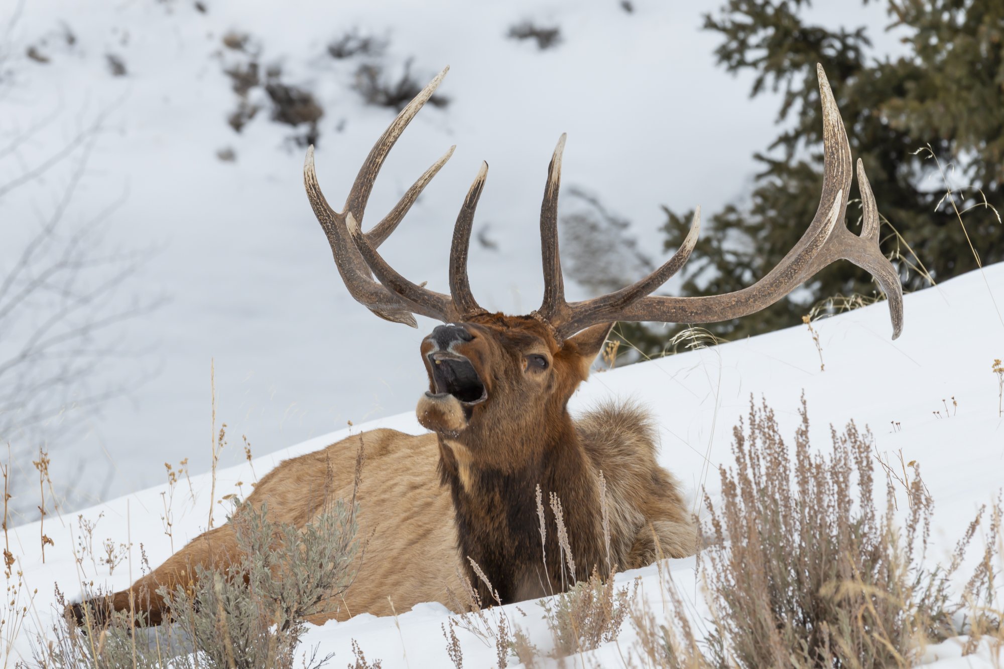 Yellowstone_IMG_9743.jpg