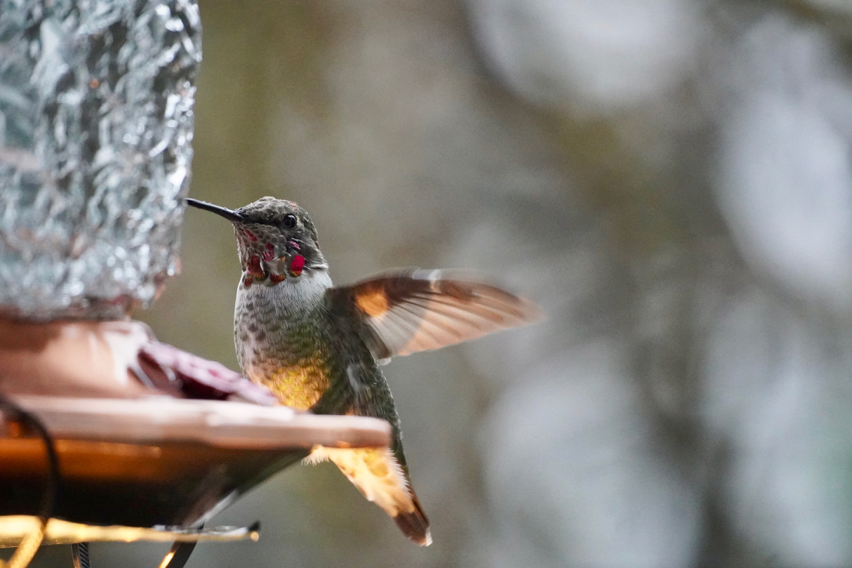 Young immature wings open.jpg