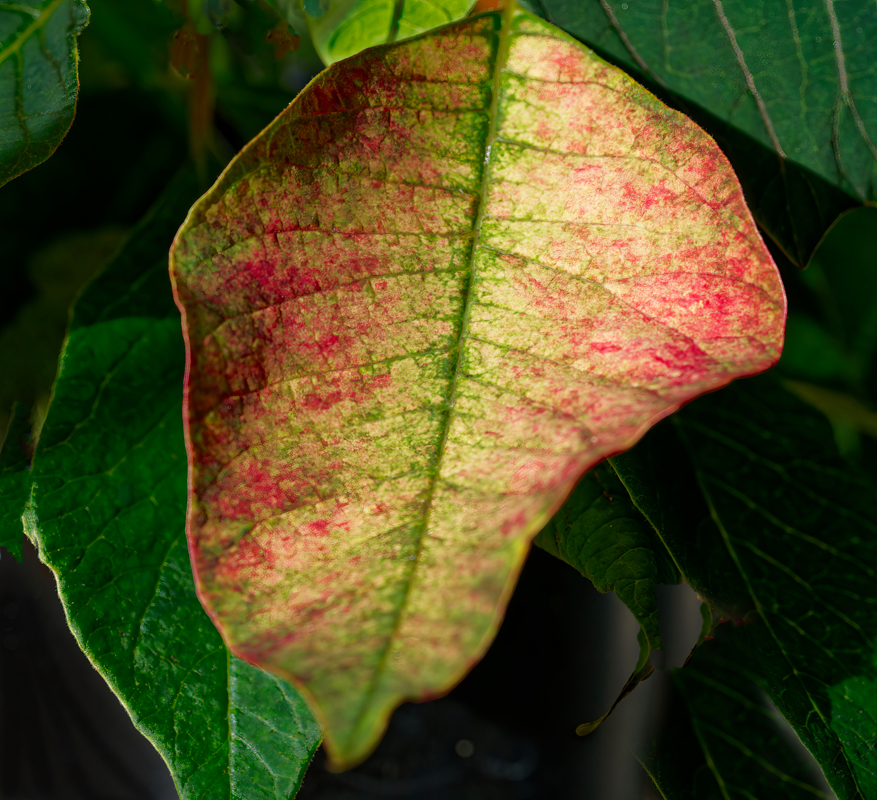 Young Poinsettia Leaf Changing Colors.jpeg