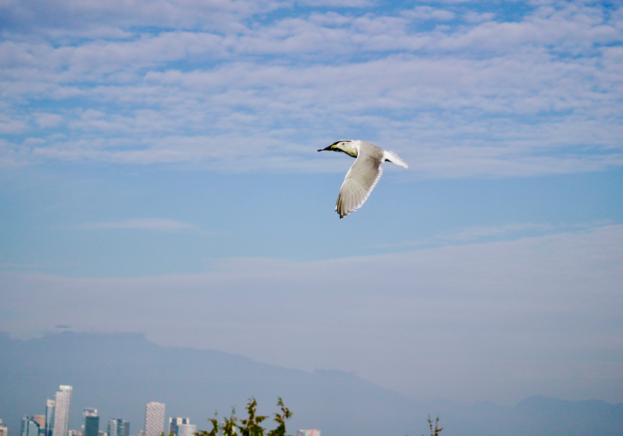 Young seagull over Vancouver.jpg