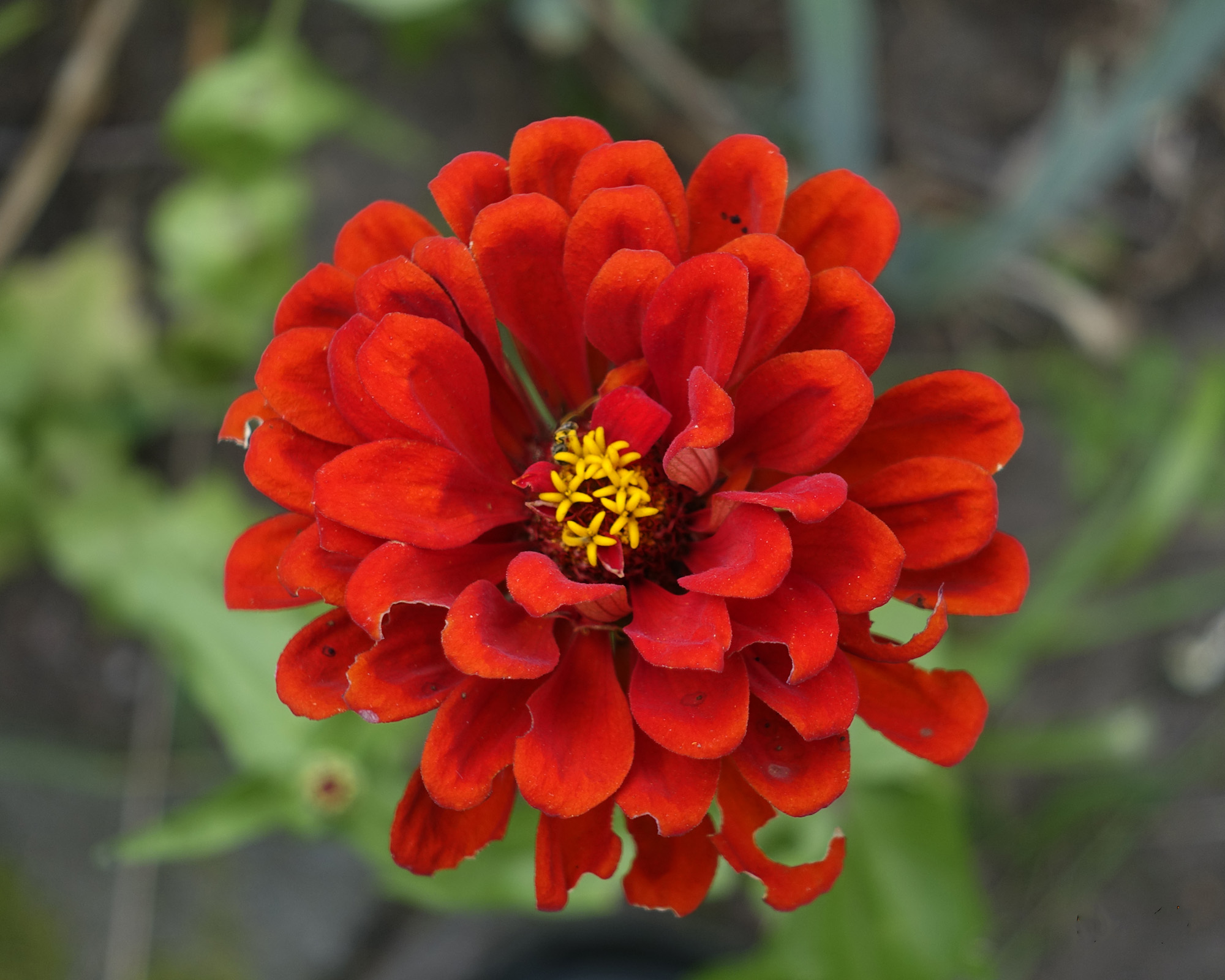 zinnia2k.jpg