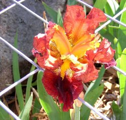 Iris-5-16-2004.jpg