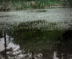 Mtn-pond-1.jpg