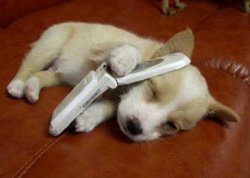 cell-phone-puppy.jpg