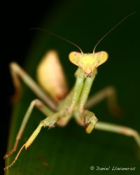 Mantis.jpg