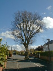 Tree in road.jpg