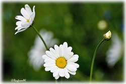 Daisies07-08.jpg