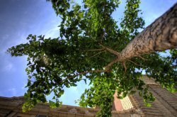 sidewalk tree(low res).jpg