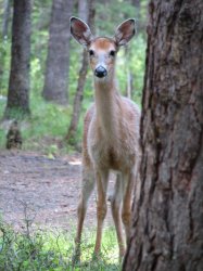 Deer behind tree.jpg