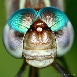 Dragonfly head detail.jpg