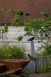 BlackBirds0942.jpg