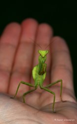 Mantis en mi mano.jpg