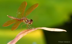 Orange dragonfly.jpg