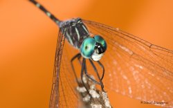 Contrast dragonfly.jpg