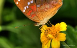 HDR Colorful butterfly.jpg