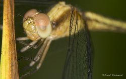 Spectacular dragonfly.jpg