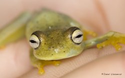 Hypsiboas 02.jpg