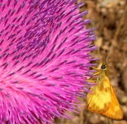 Thistle-Moth.jpg