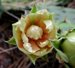 Prickly-Pear-Cactus.jpg