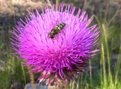 Bee-on-thistle.jpg