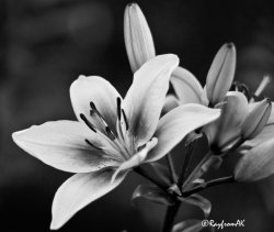 Lilies081508B&W.jpg