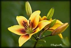 Lily081508c.jpg