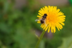 small-dandilion-bee.JPG