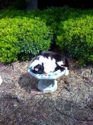 biggie sleeping in fountain2.jpg