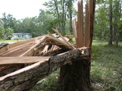 Snapped Tree Hurricane Ike.jpg