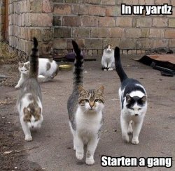 in-ur-yardz-starten-a-gang.jpg