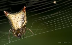 Micrathena.jpg