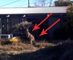 Kangaroo in Backyard copy.jpg