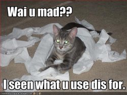 funny-pictures-cat-wonders-why-you-are-mad-that-he-is-destroying-your-toilet-paper.jpg