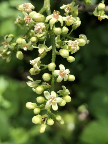 Poison Ivy Flower.jpg