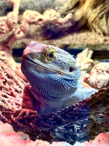 IMG_2180 Bearded Dragon 2.jpeg