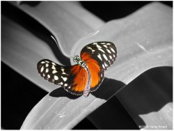 ButterFlies009.jpg