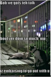 funny-pictures-cat-talks-to-his-friend-about-nip.jpg