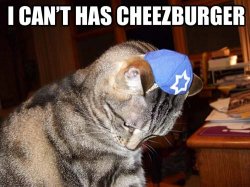 jewishcatlq2.jpg