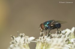 Calliphoridae 02.jpg