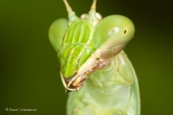 Mantis closeup.jpg