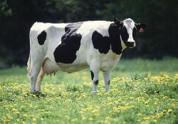 large_Cow.jpg