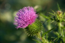 Thistle copy.jpg