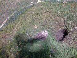 burrowing owl.jpg