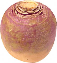 turnip.jpg