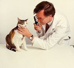 cat vet.JPG